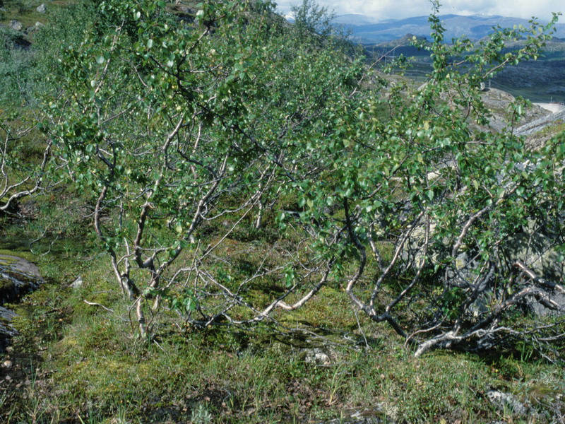 Specie interessanti dalla Lapponia